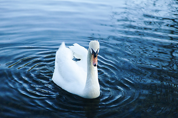 포토 JPG 해외이미지 동물 여자 호수 물결 야생동물 백그라운드 날개 자연 조류 발렌타인데이 사랑 사람없음 야외 초록색 물 파란색 빛 강 반사 평화 검은색 수영 거울 흰색 연못 쌍 우아함 순수 깃털 부리 백조 물새 고립 단아함 벙어리 웅장함 해외202004 해외포토 자연요소 감정 컬러 컨셉 데이이벤트 사람 수상스포츠 생태계 파일형식 이미지허브