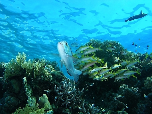 포토 JPG 해외이미지 식물 동물 야생동물 잎 자연 표면 어류 사람없음 초록색 물 반사 사진촬영 수중 투명 스노클링 산호 잠수부 잠수함 다이빙 암초 동물상 해외202004 해외포토 자연요소 컬러 조형물 촬영 수영 수중동물 수상스포츠 자포동물 전문직 생태계 수중스포츠 파일형식 이미지허브