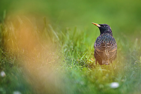 포토 JPG 해외이미지 동물 응시 공원 여자 남자 모래 날개 자연 조류 잔디 사람없음 야외 초록색 여름 햇빛 정원 맑음 검은색 봄 가수 배고픔 손목시계 깃털 부리 스코틀랜드 해외202004 해외포토 식물 시선 계절 공공시설 시계 컬러 장신구 날씨 영국 사람 태양 음악가 생태계 파일형식 이미지허브