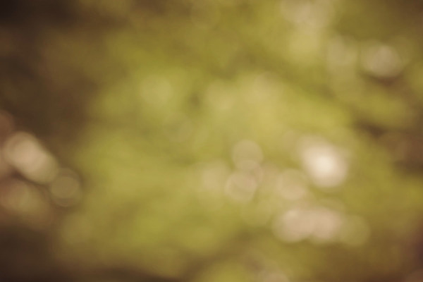 포토 JPG 해외이미지 식물 디자인 계절 백그라운드 잎 크리스마스 패턴 자연 하늘 추상 사람없음 빨간색 초록색 빛 컬러풀 햇빛 환경 맑음 봄 활발 소프트포커스 숲 질감 보케 부드러움 내추럴 광 블러 생태학 효과 해외202004 해외포토 교육 기념일 컬러 컨셉 무늬 날씨 촬영기법 태양 감각 생태계 파일형식 이미지허브