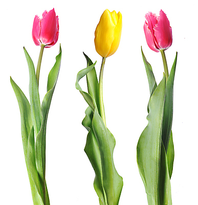 포토 JPG 해외이미지 식물 꽃잎 꽃 줄기 꽃다발 컨셉 꽃무늬 자연 휴가 부활절 기념 발렌타인데이 선물 사랑 미술 사람없음 장식 빨간색 초록색 컬러풀 정원 보라색 봄 튤립 벚꽃 흰색 인사 신선 신용카드 클래식 우아함 다발 배열 꽃집 묘사 내추럴 고립 해외202004 해외포토 계절 기념일 감정 컬러 무늬 데이이벤트 문화예술 금융 상점 예절 생태계 파일형식 이미지허브