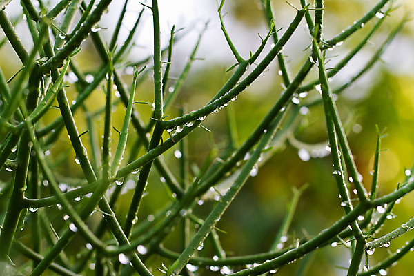 포토 JPG 해외이미지 식물 줄기 백그라운드 잎 자연 아침 추상 잔디 사람없음 야외 장식 초록색 물 빛 햇빛 반사 환경 정원 봄 젖음 성장 물방울 신선 투명 액체 칼날 떨어짐 이슬 작음 빗방울 허브 순수 보케 내추럴 해외202004 해외포토 주간 자연요소 계절 컬러 컨셉 무늬 태양 비_날씨 크기 생태계 파일형식 이미지허브