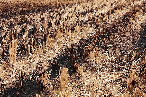 포토 JPG 해외이미지 계절 아시아 선 패턴 밭 농업 밥 건조 풍경 사람없음 야외 초록색 농작물 농장 갈색 노란색 검은색 줄무늬 수확 농촌 볏짚 먼지 가뭄 밀짚 대각선 연소 재 해외202004 해외포토 나라 산업 음식 컬러 무늬 날씨 시골 짚 파일형식 이미지허브
