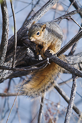 포토 JPG 해외이미지 주간 나무 동물 1 응시 야생동물 포유류 자연 수염 털 미소 사람없음 야외 목재 옆모습 초록색 갈색 가을 흰색 잡기 설치류 먹기 호기심 꼬리 다람쥐 해외202004 해외포토 자연요소 식물 시선 계절 감정 뷰포인트 컬러 컨셉 재료 모션 표정 생태계 파일형식 이미지허브