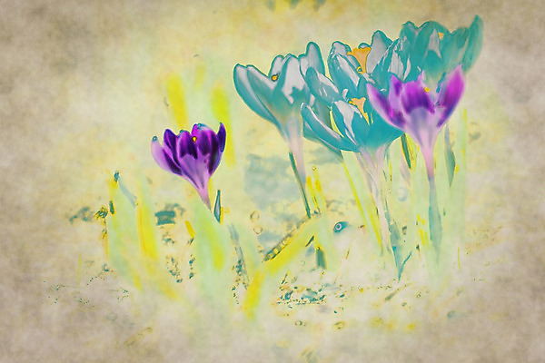 포토 JPG 해외이미지 식물 디자인 계절 꽃잎 꽃 백그라운드 잎 꽃무늬 패턴 일러스트 자연 날씨 추상 부활절 미술 사람없음 야외 장식 초록색 빛 컬러풀 정원 보라색 봄 활발 수확 벚꽃 흰색 신용카드 개화 내추럴 옛날 해외202004 해외포토 기념일 컬러 컨셉 무늬 농업 문화예술 금융 생태계 파일형식 이미지허브