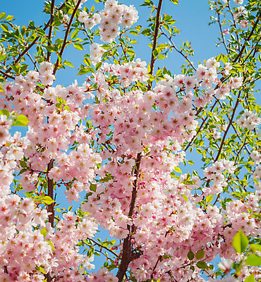 포토 JPG 해외이미지 나무 식물 계절 꽃잎 꽃 분홍색 백그라운드 꽃무늬 자연 하늘 사람없음 파란색 정원 일본 봄 벚꽃 흰색 나뭇가지 신선 개화 체리 닫기 4월 해외202004 해외포토 아시아 컬러 무늬 과일 모션 날짜 생태계 파일형식 이미지허브