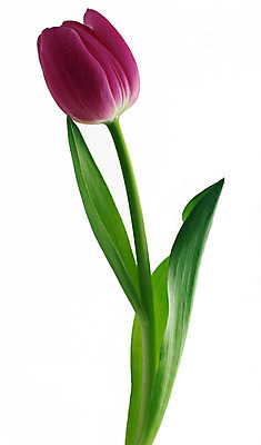 포토 JPG 해외이미지 식물 꽃잎 꽃 줄기 분홍색 백그라운드 잎 꽃무늬 전구 자연 엄마 발렌타인데이 사람없음 초록색 컬러풀 정원 활발 튤립 벚꽃 흰색 개화 내추럴 강렬 고립 해외202004 해외포토 컬러 컨셉 무늬 가족 데이이벤트 생태계 파일형식 이미지허브