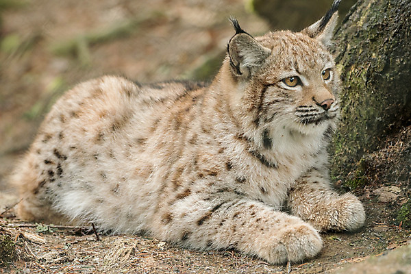 포토 JPG 해외이미지 나무 동물 응시 공원 유럽 야생동물 어린이 포유류 포옹 자연 털 독일 사람없음 야외 초록색 가을 숲 작음 호기심 귀 내추럴 기르기 바이에른 스라소니 바이에른사람 해외202004 해외포토 식물 시선 계절 공공시설 감정 나라 컬러 컨셉 안기 사람 신체부위 크기 생태계 돌봄 파일형식 이미지허브