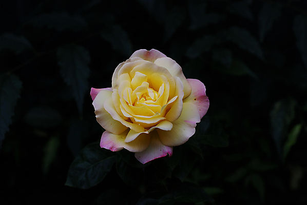 포토 JPG 해외이미지 식물 꽃잎 꽃 사람없음 빨간색 장미 노란색 봄 벚꽃 해외202004 해외포토 계절 컬러 파일형식 이미지허브