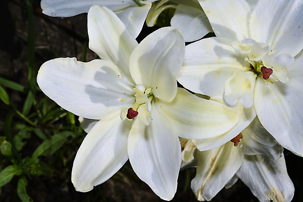포토 JPG 해외이미지 식물 계절 공원 꽃잎 꽃 꽃다발 백그라운드 잎 꽃무늬 자연 사람없음 야외 초록색 정원 봄 활발 에너지 벚꽃 흰색 투명 개화 우아함 달콤 큼 다발 싱글 향기 내추럴 강렬 힘찬 안락 해외202004 해외포토 공공시설 컬러 컨셉 무늬 맛 크기 생태계 냄새 파일형식 이미지허브