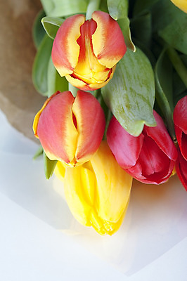 포토 JPG 해외이미지 꽃잎 꽃 종이 분홍색 꽃다발 잎 사람없음 갈색 노란색 튤립 다발 흰배경 해외202004 해외포토 식물 컬러 백그라운드 흰색 파일형식 이미지허브