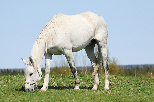 포토 JPG 해외이미지 동물 응시 자연 하늘 사람없음 야외 옆모습 빛 머리 검은색 흰색 승마 갈기 목 해외202004 해외포토 시선 스포츠 뷰포인트 컬러 신체부위 생태계 파일형식 이미지허브