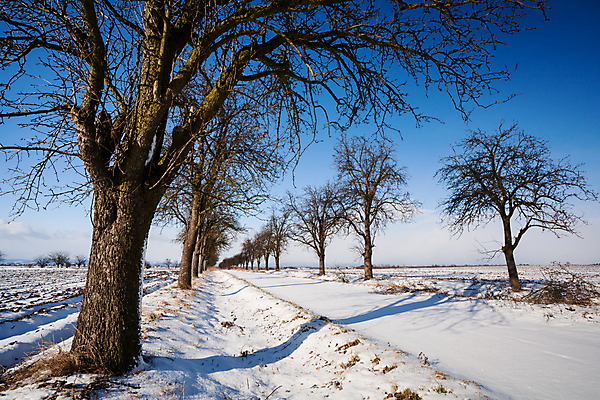 포토 JPG 해외이미지 나무 구름 계절 도로 길 백그라운드 겨울 밭 하늘 바람 산 거리 풍경 사람없음 야외 파란색 햇빛 맑음 냉동 얼음 힘 침묵 추위 흰색 시골 심플 지역 스카이라인 평야 눈내림 카피스페이스 모라비아 해외202004 해외포토 자연요소 식물 컬러 농업 교통시설 자연 날씨 눈_날씨 태양 소리 공백 체코 파일형식 이미지허브