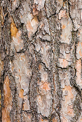 포토 JPG 해외이미지 나무 식물 백그라운드 패턴 자연 벽지 표면 추상 사람없음 야외 목재 장식 갈색 신선 소나무 거친 닫기 널 숲 묘사 유기농 질감 나무껍질 자원 내추럴 수목 해외202004 해외포토 웰빙 컬러 무늬 재료 모션 껍질 생태계 파일형식 이미지허브