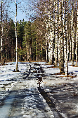 포토 JPG 해외이미지 나무 손 도로 겨울 자연 하늘 날씨 풍경 사람없음 목재 세로 갈색 냉동 봄 소나무 숲 순수 자작나무 생태학 해외202004 해외포토 식물 계절 교육 길 컬러 컨셉 재료 교통시설 신체부위 생태계 파일형식 이미지허브