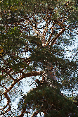 포토 JPG 해외이미지 나무 식물 공원 줄기 백그라운드 낙엽 잎 자연 하늘 풍경 사람없음 야외 초록색 여름 빛 햇빛 태양 봄 활발 성장 덮개 나뭇가지 시골 신선 소나무 숲 큼 아래 각도 장면 나무껍질 빛망울 옛날 해외202004 해외포토 자연요소 계절 공공시설 컬러 컨셉 뚜껑 껍질 크기 방향 생태계 위치 파일형식 이미지허브