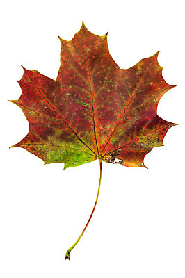 포토 JPG 해외이미지 나무 식물 계절 백그라운드 단풍 잎 캐나다 패턴 오렌지 자연 사람없음 빨간색 초록색 컬러풀 갈색 노란색 활발 가을 흰색 변화 황금 9월 11월 오브젝트 싱글 10월 내추럴 강렬 고립 해외202004 해외포토 컬러 컨셉 북아메리카 무늬 과일 날짜 생태계 파일형식 이미지허브