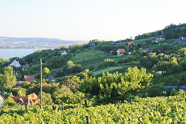 포토 JPG 해외이미지 나무 식물 호수 잎 과일 자연 포도 주택 파노라마 풍경 사람없음 야외 초록색 물 여름 파란색 시력 포도밭 포도나무 헝가리 해외202004 해외포토 자연요소 계절 컬러 밭 촬영기법 건물 과일나무 생태계 동유럽 파일형식 이미지허브