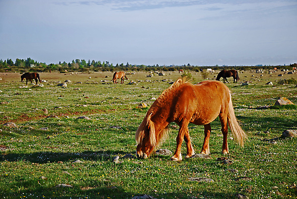 포토 JPG 해외이미지 동물 밭 농업 포유류 자연 하늘 스웨덴 풍경 사람없음 초록색 여름 파란색 농장 농경지 환경 농사 맑음 가축 봄 사막 시골 황무지 군중 먹이 방목 다발 갈기 밭일 스텝 찰과상 해외202004 해외포토 계절 산업 컬러 날씨 북유럽 사람 축산업 상처 생태계 파일형식 이미지허브