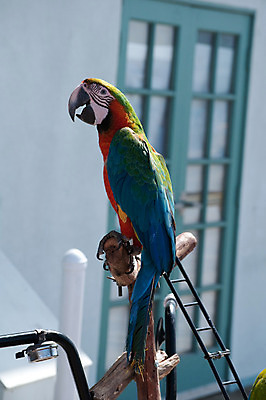 포토 JPG 해외이미지 동물 커플 날개 자연 조류 동물원 사랑 사람없음 야외 빨간색 초록색 여름 반려동물 컬러풀 노란색 흰색 깃털 부리 앵무새 내추럴 강렬 멀티 잉꼬 해외202004 해외포토 계절 감정 컬러 관계 생태계 파일형식 이미지허브