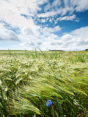 포토 JPG 해외이미지 식물 구름 계절 꽃 음식 줄기 밭 농업 자연 하늘 씨앗 풍경 사람없음 야외 세로 초록색 여름 파란색 농작물 태양 농장 봄 수확 성장 시골 신선 낟알 시리얼 밀 보리 스파이크 밀짚 내추럴 밭일 수레국화 숙성 호밀 해외202004 해외포토 자연요소 산업 컬러 곡류 짚 생태계 파일형식 이미지허브