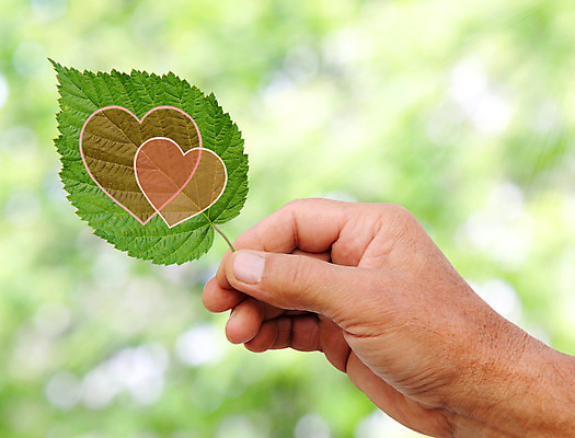 포토 JPG 해외이미지 아이콘 손 디자인 분홍색 결혼 백그라운드 컨셉 잎 자연 휴가 함께함 발렌타인데이 선물 사랑 사람없음 야외 초록색 환경 하트 축하 신선 잡기 재산 떨어짐 심볼 사인 내추럴 바이오 해외202004 해외포토 모양 식물 감정 컬러 모션 데이이벤트 이벤트 신체부위 금융 생태계 파일형식 이미지허브
