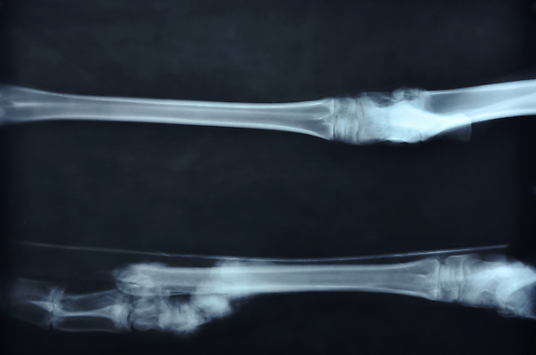 포토 JPG 해외이미지 동물 뼈 골격 엑스레이 실내 건강 병원 사람없음 반려동물 광선 구멍 조직 X 필름 오브젝트 그림 방사선 해외202004 해외포토 알파벳 의학 내부 파일형식 이미지허브