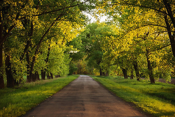 포토 JPG 해외이미지 나무 식물 계절 도로 길 밭 농업 곡선 자연 하늘 파노라마 풍경 잔디 사람없음 야외 초록색 여름 햇빛 태양 환경 경작 봄 활발 시골 신선 고독 숲 땅 언덕 심플 생태학 평야 세련 해외202004 해외포토 자연요소 교육 감정 산업 선 컬러 컨셉 교통시설 촬영기법 농사 생태계 파일형식 이미지허브