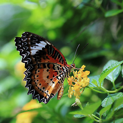 포토 JPG 해외이미지 동물 꽃 야생동물 포즈 나비 곤충 잎 밭 날개 자연 안테나 종류 사람없음 해충 벌레 숲 작음 생물학 오싹 해외202004 해외포토 식물 교육 농업 통신 크기 생태계 파일형식 이미지허브