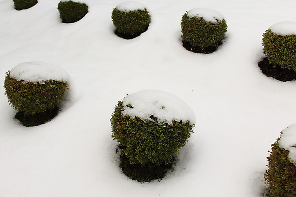 포토 JPG 해외이미지 식물 겨울 자연 사람없음 상자 정원 눈송이 내추럴 해외202004 해외포토 계절 눈_날씨 생태계 파일형식 이미지허브