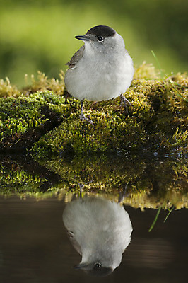 포토 JPG 해외이미지 나무 한마리 유럽 얼굴 야생동물 날개 자연 조류 영국 수영장 사람없음 야외 초록색 물 여름 갈색 환경 봄 거울 마시기 숲 깃털 계산서 내추럴 집게발 해외202004 해외포토 자연요소 식물 동물 1 계절 나라 컬러 모션 신체부위 생태계 파일형식 이미지허브