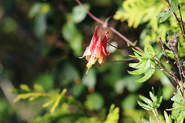 포토 JPG 해외이미지 식물 공원 꽃잎 꽃 줄기 분홍색 잎 꽃무늬 자연 사람없음 야외 초록색 여름 노란색 정원 보라색 봄 들꽃 성장 흰색 신선 꽃수술 영원 해외202004 해외포토 계절 공공시설 컬러 무늬 생태계 파일형식 이미지허브