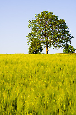 포토 JPG 해외이미지 나무 빵 백그라운드 밭 농업 자연 하늘 추상 풍경 사람없음 야외 세로 초록색 여름 파란색 농장 농경지 우주 수확 가을 흰색 시골 고독 밀 수평선 해외202004 해외포토 식물 계절 감정 산업 음식 컬러 무늬 곡류 생태계 파일형식 이미지허브