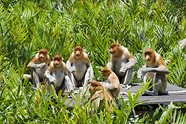 포토 JPG 해외이미지 나무 동물 공원 아시아 여행 놀이 사람없음 강 파티 점프 트래킹 원숭이 그룹 숲 수줍음 사파리 코 말레이시아 수유 숨기 이국적 해외202004 해외포토 식물 공공시설 감정 나라 포유류 모션 레저 이벤트 신체부위 파일형식 이미지허브