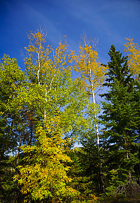 포토 JPG 해외이미지 나무 자연 하늘 사람없음 목재 초록색 파란색 노란색 가을 황무지 숲 9월 북쪽 자작나무 내추럴 해외202004 해외포토 식물 계절 컬러 재료 날짜 방향 생태계 파일형식 이미지허브