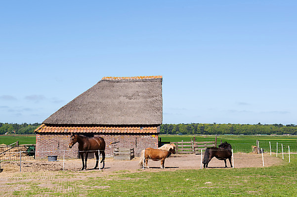 포토 JPG 해외이미지 동물 섬 건축양식 지붕 갈대 풍경 사람없음 야외 건물 농장 농경지 네덜란드 조랑말 외양간 수평선 해외202004 해외포토 식물 건축물 건축 유럽 농업 말_동물 파일형식 이미지허브