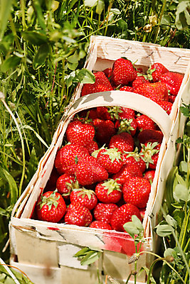 포토 JPG 해외이미지 열매 음식 잎 다이어트 과일 자연 벽지 딸기 디저트 건강 사람없음 빨간색 초록색 농장 정원 봄 활발 신선 시장 닫기 달콤 맛 먹기 상쾌 유기농 내추럴 숙성 식용 해외202004 해외포토 식물 웰빙 계절 감정 컬러 컨셉 농업 모션 생태계 파일형식 이미지허브