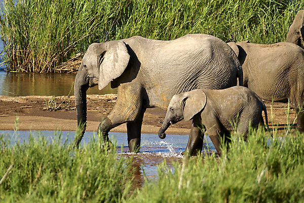 포토 JPG 해외이미지 동물 공원 여유 야생동물 여행 포유류 아프리카 자연 코끼리 국립공원 풍경 사람없음 걷기 힘 회색 황무지 사파리 상아 남쪽 전국 해외202004 해외포토 공공시설 감정 나라 컬러 모션 방향 생태계 파일형식 이미지허브