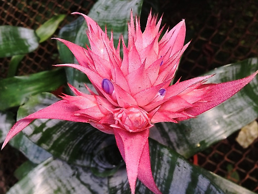 포토 JPG 해외이미지 식물 꽃 분홍색 자연 사람없음 빨간색 정원 성장 신선 혼합 깃털 원예 섞기 해외202004 해외포토 컬러 취미 생태계 파일형식 이미지허브