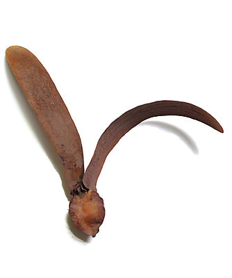 포토 JPG 해외이미지 나무 식물 꽃무늬 날개 태국 자연 바람 건조 씨앗 사람없음 장식 농장 가을 헬리콥터 숲 열대우림 오브젝트 고립 해외202004 해외포토 자연요소 계절 꽃 아시아 무늬 농업 날씨 비행기 생태계 파일형식 이미지허브