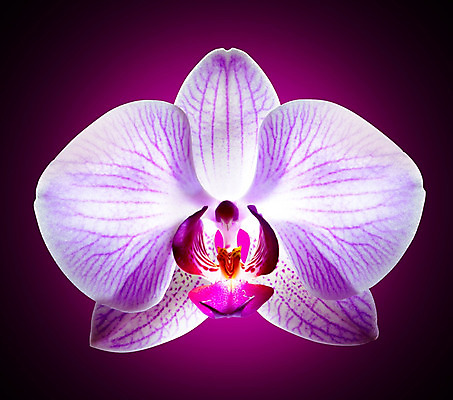 포토 JPG 해외이미지 식물 꽃잎 꽃 분홍색 꽃다발 잎 꽃무늬 패턴 자연 발렌타인데이 선물 사람없음 장식 초록색 빛 정원 보라색 검은색 봄 활발 흰색 나뭇가지 신선 난초 우아함 떨어짐 자주색 제비꽃 원예 아로마 호접란 고립 해외202004 해외포토 나무 계절 컬러 컨셉 무늬 데이이벤트 취미 생태계 파일형식 이미지허브