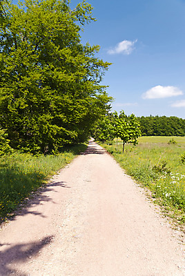 포토 JPG 해외이미지 나무 식물 꽃 자국 자연 산 독일 풍경 사람없음 초록색 파란색 하이킹 숲 언덕 산악지대 수레국화 해외202004 해외포토 유럽 컬러 레저 생태계 파일형식 이미지허브