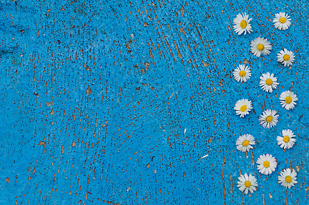 포토 JPG 해외이미지 디자인 배너 꽃 포스터 백그라운드 컨셉 패턴 벽지 표면 미술 사람없음 파란색 빛 우주 공백 수확 흰색 당구 질감 복고 데이지 심플 스크래치 내추럴 옛날 터키석 특별함 카피스페이스 해외202004 해외포토 식물 컬러 무늬 농업 문화예술 구기 보석 파일형식 이미지허브