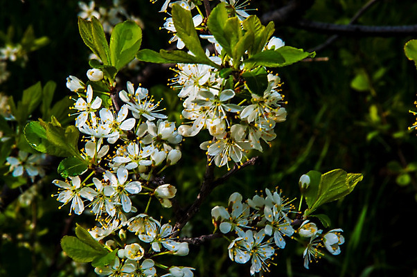 포토 JPG 해외이미지 나무 식물 디자인 계절 꽃잎 꽃 잎 꽃무늬 자연 새로움 사람없음 야외 장식 초록색 파란색 정원 맑음 봄 성장 벚꽃 흰색 나뭇가지 축하 신선 개화 체리 우아함 사과 과수원 원예 꽃수술 해외202004 해외포토 컬러 컨셉 무늬 농업 과일 날씨 취미 생태계 파일형식 이미지허브
