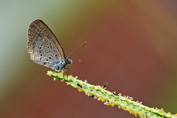 포토 JPG 해외이미지 꽃 유럽 야생동물 분홍색 나비 곤충 백그라운드 꽃무늬 신체 날개 태국 자연 날리기 추상 안테나 앉기 풍경 사람없음 야외 초록색 여름 빛 컬러풀 햇빛 머리 환경 맑음 봄 활발 생물학 꽃가루 꿀 취급주의 해외202004 해외포토 식물 동물 계절 교육 나라 아시아 컬러 컨셉 무늬 통신 모션 날씨 경고 신체부위 태양 가루 생태계 파일형식 이미지허브