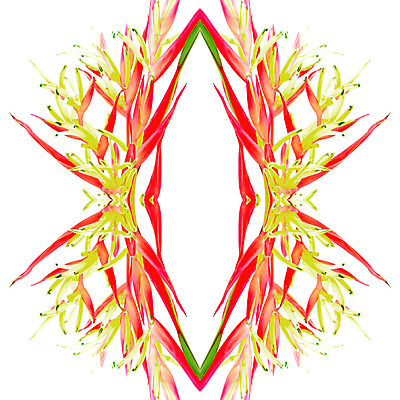 포토 JPG 해외이미지 식물 꽃잎 꽃 꽃무늬 오렌지 자연 사람없음 빨간색 컬러풀 노란색 정원 봄 벚꽃 고립 이국적 해외202004 해외포토 계절 컬러 무늬 과일 생태계 파일형식 이미지허브