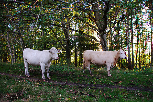 포토 JPG 해외이미지 나무 동물 응시 여자 2 농업 포유류 자연 스웨덴 풍경 사람없음 초록색 빛 농장 맑음 소고기 흰색 시골 소 숲 크림 밭일 해외202004 해외포토 식물 시선 산업 컬러 날씨 북유럽 육류 사람 생태계 파일형식 이미지허브