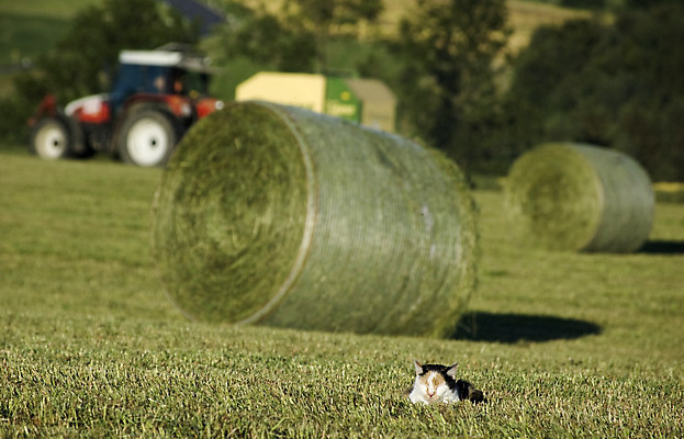 포토 JPG 해외이미지 식물 동물 유럽 밭 농업 자연 옥수수 풍경 사람없음 야외 가로 여름 농작물 농장 고양이 침묵 수확 가을 시골 잠 오스트리아 건초더미 볏짚 땅 시리얼 밀 조경 장면 트랙터 뭉치 밀짚 해외202004 해외포토 계절 나라 산업 음식 포유류 곡류 반려동물 소리 건초 짚 농기계 생태계 특수차량 파일형식 더미 이미지허브