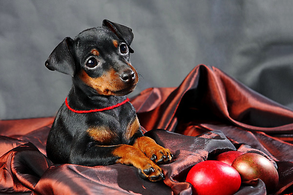 포토 JPG 해외이미지 동물 1 응시 여자 남자 포유류 친절 부활절 실내 사람없음 빨간색 반려동물 검은색 봄 활발 미니어처 관찰 개 강아지 작음 만족 노려봄 송곳니 기르기 미니 유래 해외202004 해외포토 시선 계절 기념일 감정 컬러 컨셉 모션 표정 사람 내부 모형 치아 크기 돌봄 파일형식 이미지허브