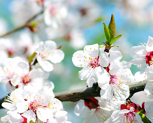 포토 JPG 해외이미지 나무 식물 꽃잎 꽃 아시아 선 백그라운드 잎 자연 하늘 추상 불꽃 휴식 사람없음 야외 초록색 여름 파란색 빛 햇빛 평화 환경 정원 일본 화목 봄 성장 벚꽃 흰색 나뭇가지 신선 체리 소프트포커스 숲 순수 명상 유기농 원예 내추럴 꽃수술 살구 해외202004 해외포토 웰빙 계절 나라 컬러 컨셉 무늬 과일 불 촬영기법 취미 태양 생태계 파일형식 이미지허브